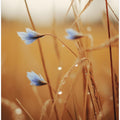 Blue Blooms at Dawn
