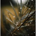 Dewy Serenity