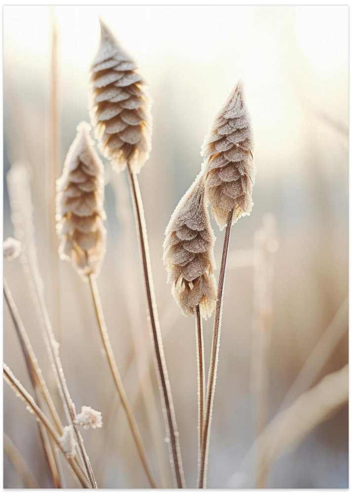 Frosted Serenity