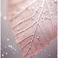 Veins of Serenity