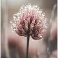Dew-Kissed Blossom