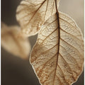 Ethereal Leaves
