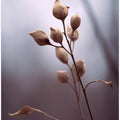 Whispering Branches