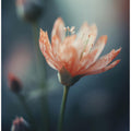 Petals in Twilight