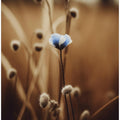 Blooming Serenity