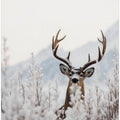 Winter's Silent Watch
