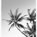 Tropical Silhouettes