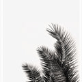 Palm Whisper