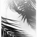 Palm Silhouettes