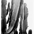 Cactus Elegance