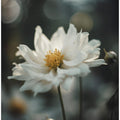 Whispering Petals