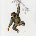 Chimpangze