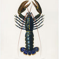 Crimson Crawfish