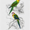 Birds