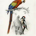 Birds II