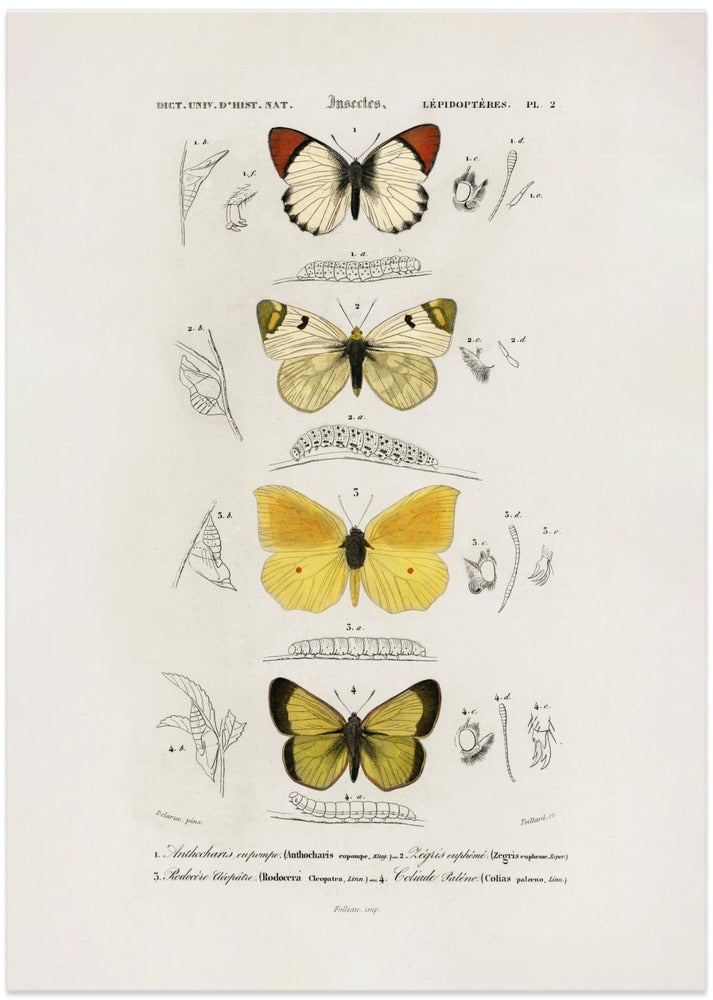 Different Types of Butterflies