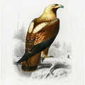 Eastern Imperial Eagle