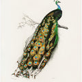 Indian Peafowl Peacock