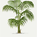 Kentia Vii