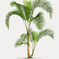 Xvi Hyophorbe I