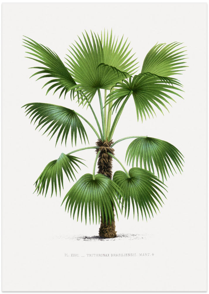 Xxvi Trithrinax B