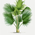 Xxvii Thrinax B