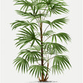 Xxxvi Rhapis F