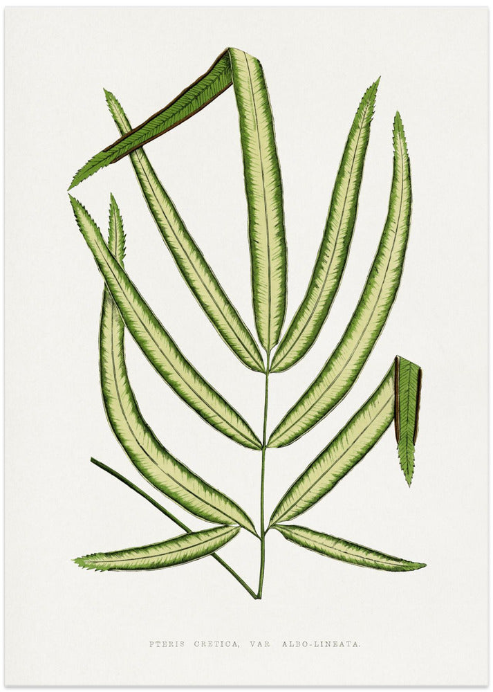 Pteris Cretica Leaf Illustration