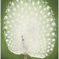 Peacock 50x70