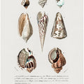 Sealife I