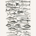 Sealife I