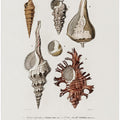 Sealife II