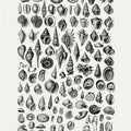 Sealife III