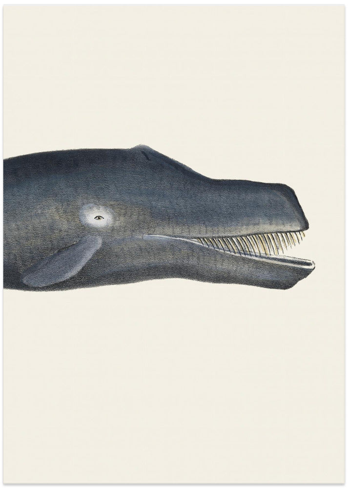 Whale I Tight Crop Handcolored Sealife Lithograph 1824