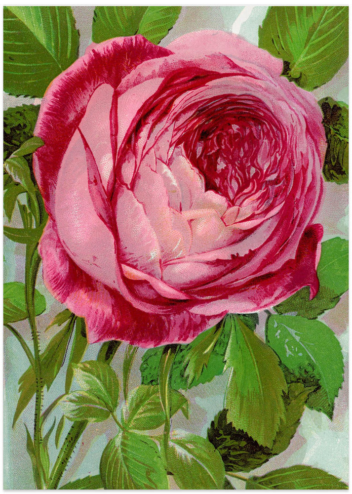 Pink Rose, Mrs John Laing Lithograph