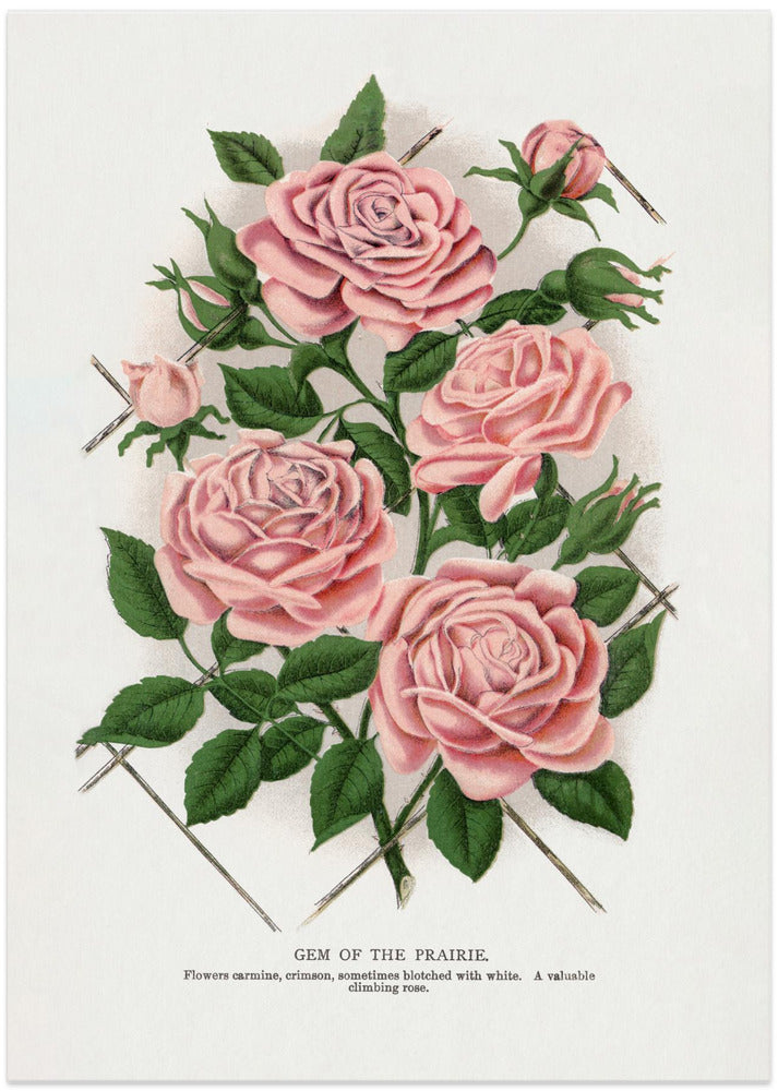 Pink Rose, Gem of the Prairie Lithograph