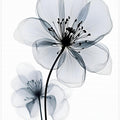 Art Prints of Touch of Grey