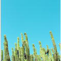 Cactus Reaching for the Sky