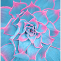 Art Prints of Blue and Pink Succulent