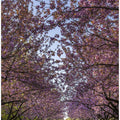 Idyllic cherry blossom trail