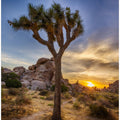 Charming sunset at Joshua Tree National Park