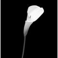 Art Prints of Calla | dark design