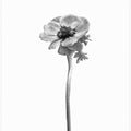 Art Prints of Anemone coronaria | bright design