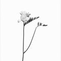 Art Prints of Freesia | bright design