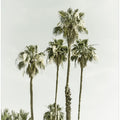 Palm Trees Summertime