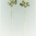 Minimalist Palm Trees