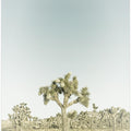 Vintage Joshua Tree National Park
