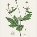 Art Prints of Wood Avens (geum Urbanum) Medical Botany