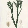 Art Prints of Bladder Wrack (fucus Vesiculosus) Medical Botany