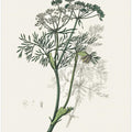 Art Prints of Caraway (carum Carui) Medical Botany